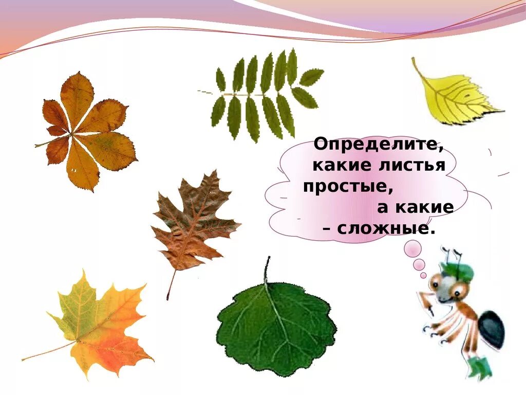 Тема урока лист лист это. Листья деревьев презентация для 1 класса. что это за листья 1 класс окружающий мир. листья деревьев 1 класс окружающий мир. лист дерева для презентации.