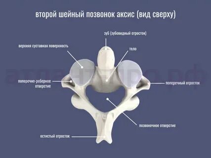 Атлант в теле человека