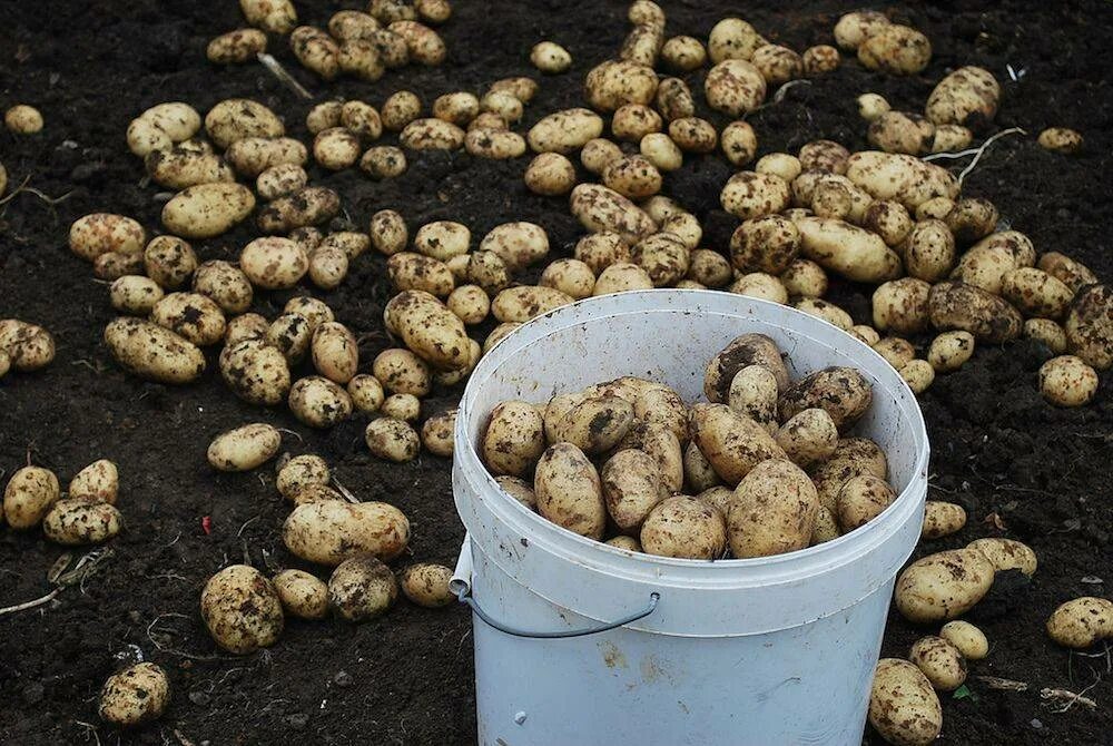 Вырастет ли картошка. Урожай картофеля. Картошка в огороде. Много картошки. Сбор урожая картофеля.