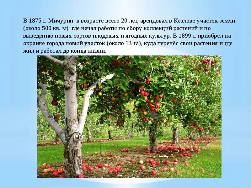 Работа мичурина селекция
