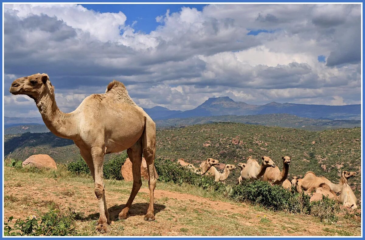 одногорбый верблюд дромадер. порода одногорбого верблюда. одногорбый верблюд дромедар. верблюд дромедар. одногорбый верблюд дромедар.