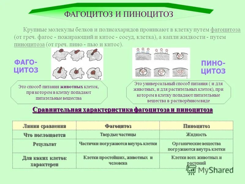 Фагоцитоз прокариот