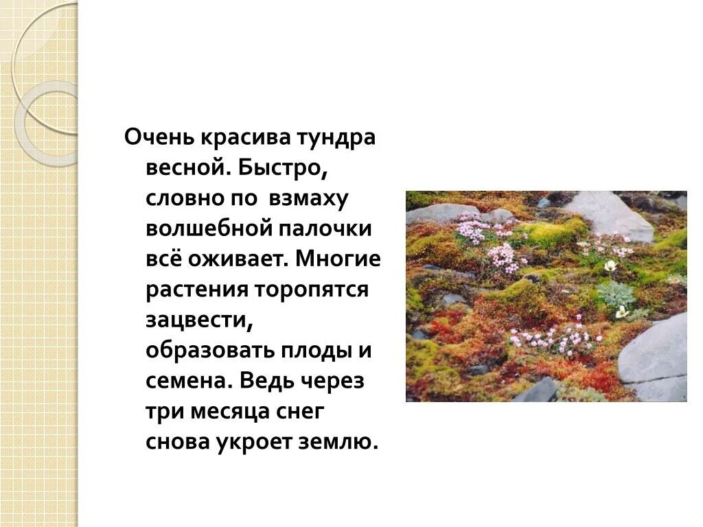 Стихи о тундре. Стихотворение о тундре для детей. Загадки на тему тундра. Песнь о тундре.