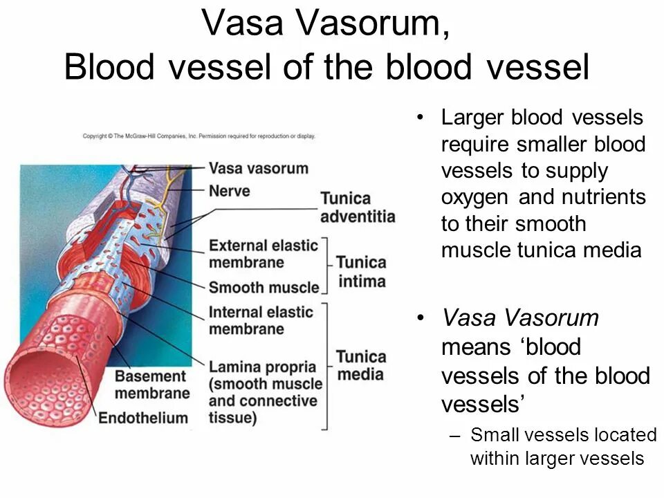 Vasa Vasorum. Vasa Vasorum анатомия. Артерия вазорум. Микрососуды сосудов vasa Vasorum. Воспаление внутренней оболочки вены латынь