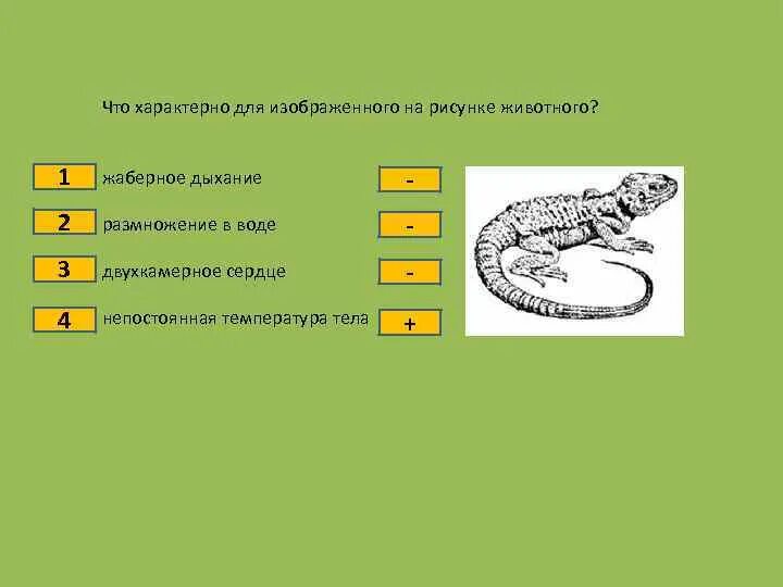 Какой тип развития характерен для ящерицы. Что характерно для изображенного на рисунке животного?. Форма размножения ящериц. Размножение ящериц картинки. Что характерно для ящерицы.