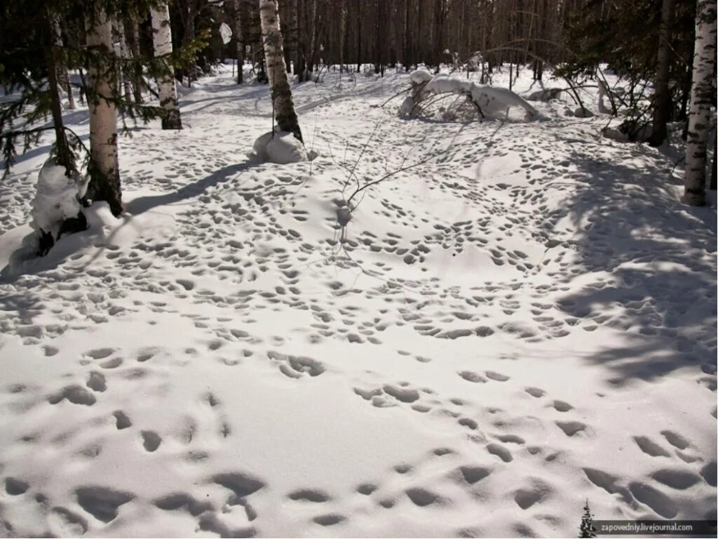 Следы на снегу. Следы животных на снегу в лесу. Тропинка в снежном лесу. Звериные следы на снегу. Зимние следы.