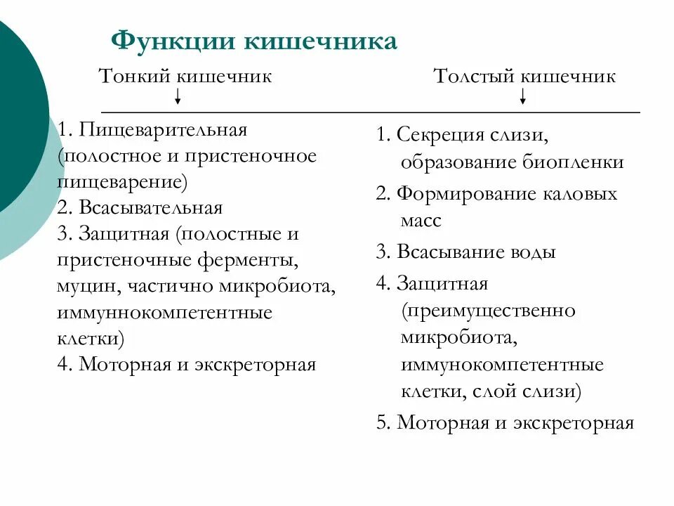 Какова функция тонкого кишечника. Функции Толстого и тонкого кишечника таблица. Основные функции кишечника. Тонкий кишечник функции таблица. Функции тонкой и толстой кишки.