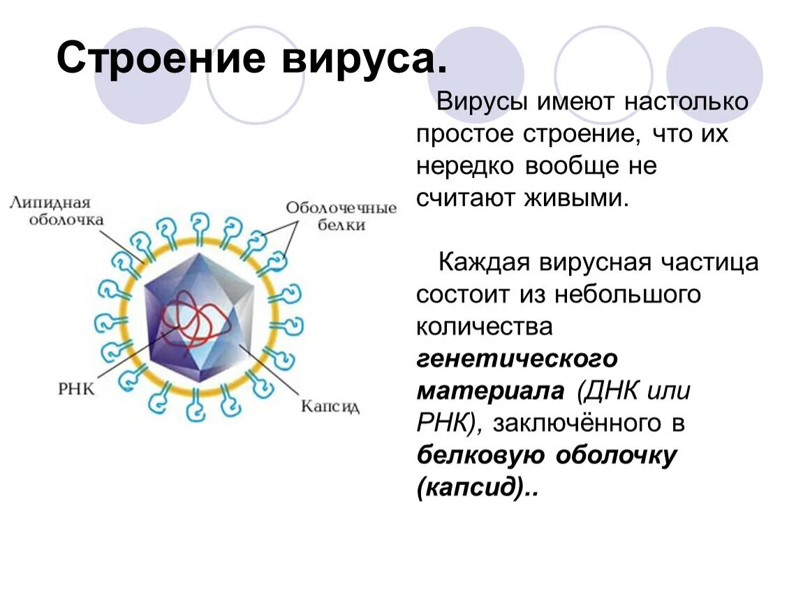 Вирусы 7 класс биология. Тема по биологии вирусы строение. Строение вируса 5 класс Пасечник. Строение вируса 6 класс биология. Строение вируса биология 10.