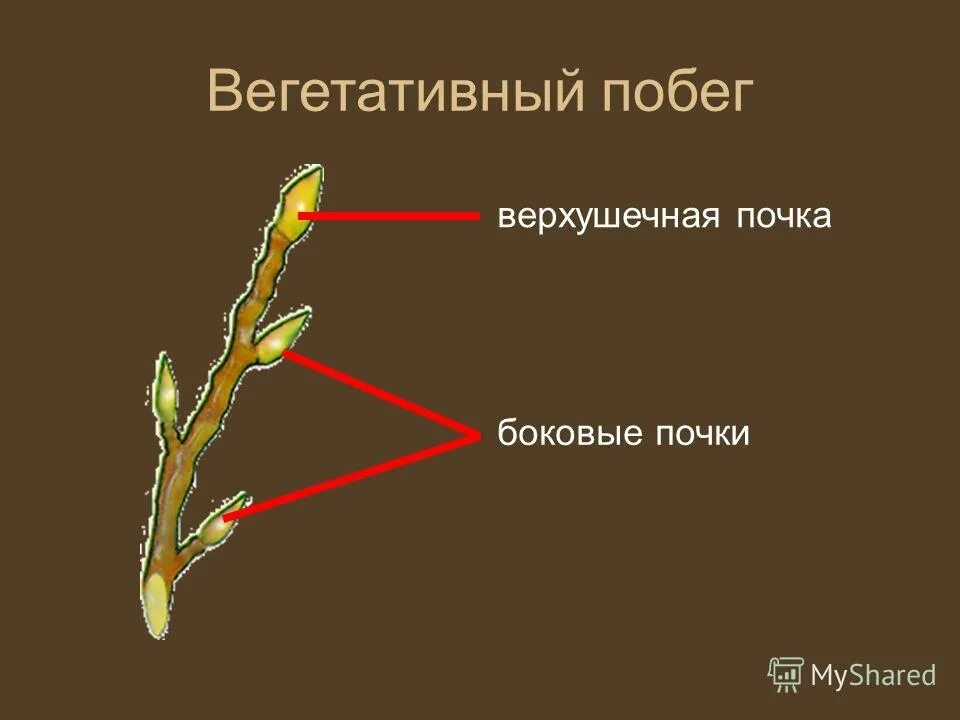 Функции вегетативных побегов