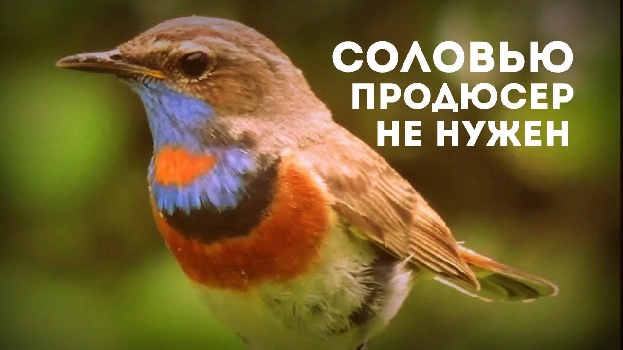 Пение птиц сон без рекламы