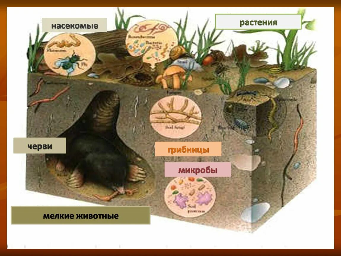 Обитатели почвы. Живые обитатели почвы. Животные почвы. Почва и подземные обитатели.