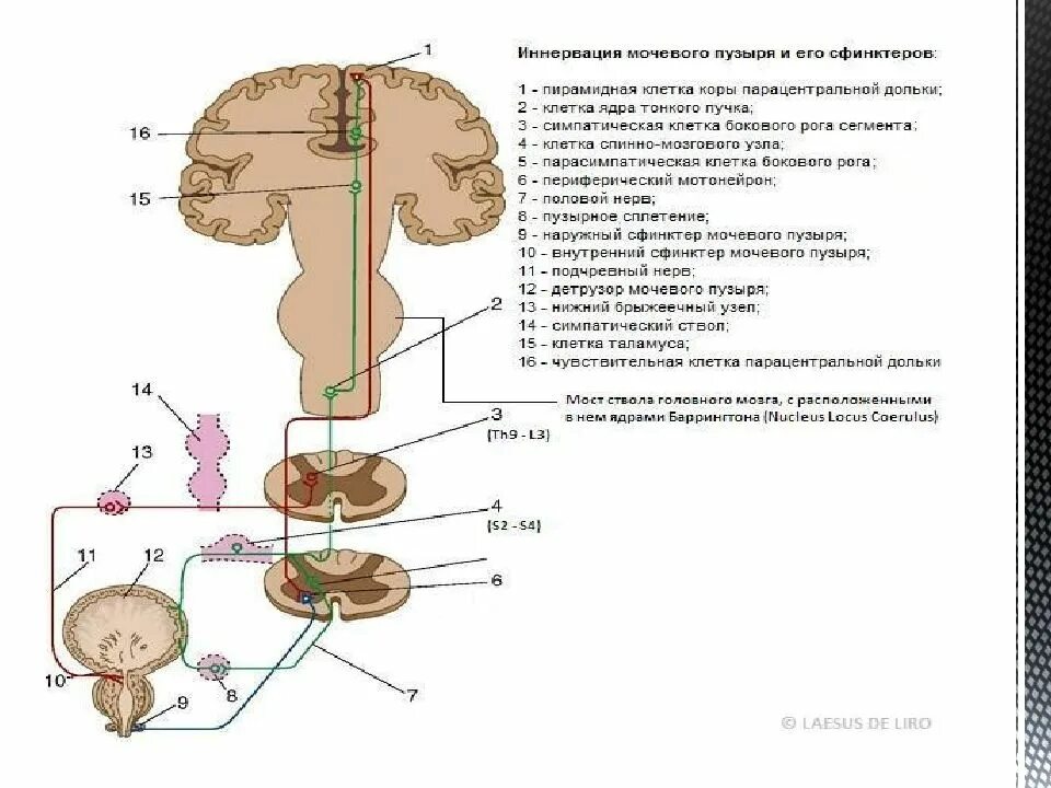 Особенности мочеиспускательного канала. Строение внутреннего сфинктера мочевого пузыря. Внутреннее строение мочевого пузыря мужской. Иннервация мочевого пузыря анатомия. Сфинктер мочевого пузыря строение.