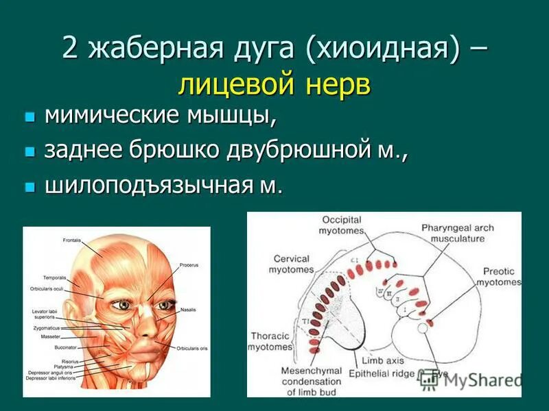 Этапы развития лица у эмбриона. Жаберная дуга у человека фото. Рудимент жаберных дуг у человека. Преобразование жаберных дуг в эмбриогенезе человека. Жаберная дуга у человека фото.