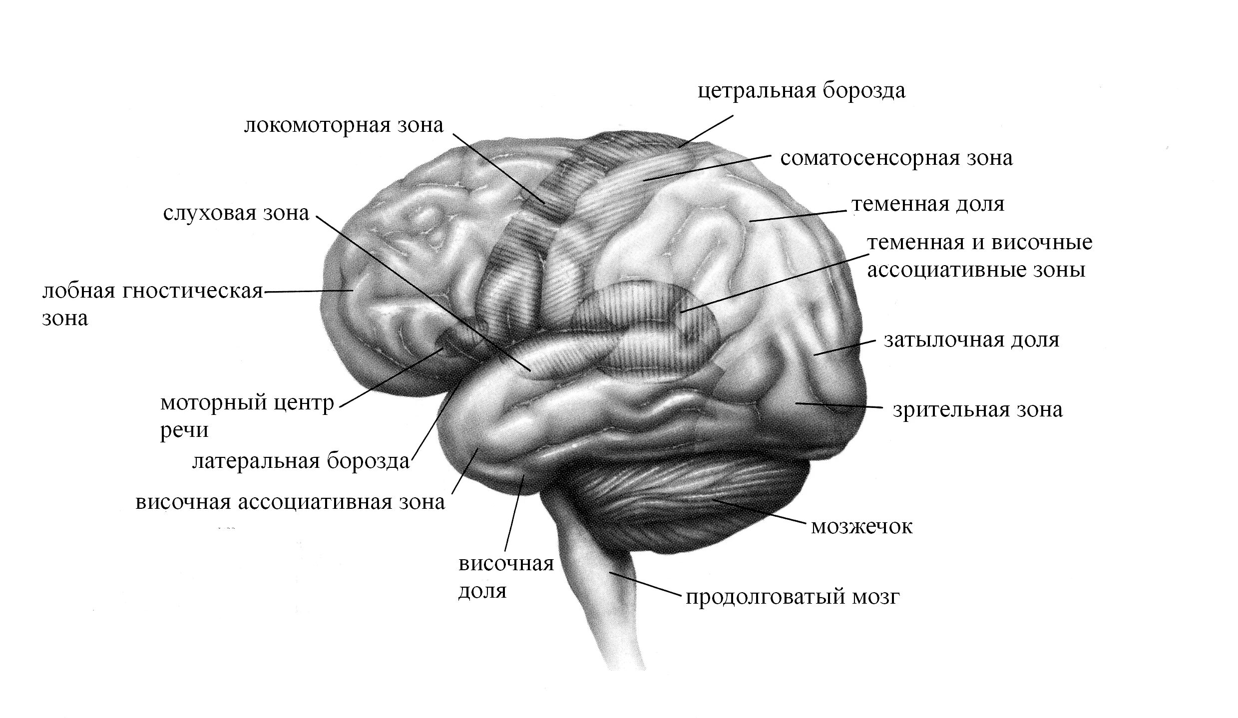 Борозды головной мозга теменной доле. Функциональные центры теменной доли. Функциональные зоны коры головного мозга Центральная борозда.