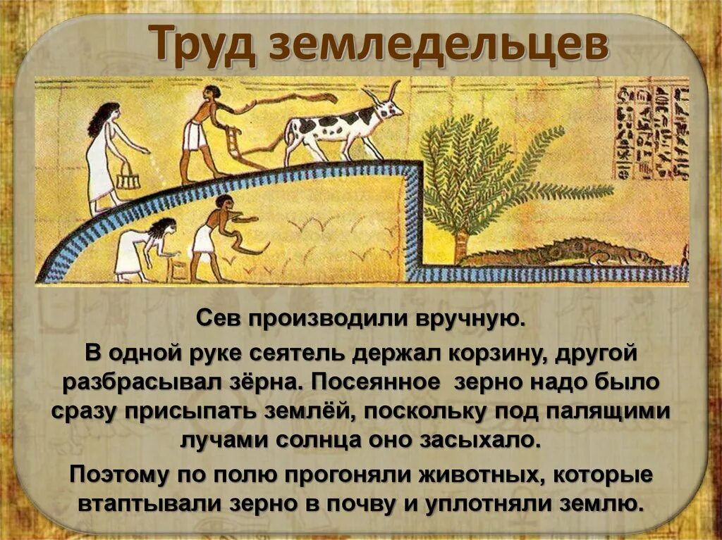 Труд земледельцев в древнем египте. Земледельцы и ремесленники в древнем египте. Земледельцы древнего египта 5 класс. Жизнь земледельца в древнем египте 5. Как жили земледельцы.