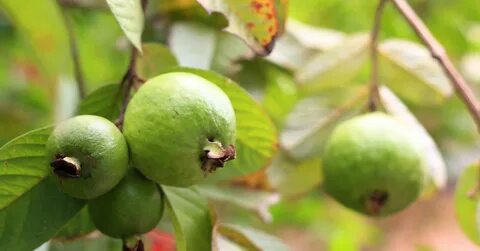 Evens fruits