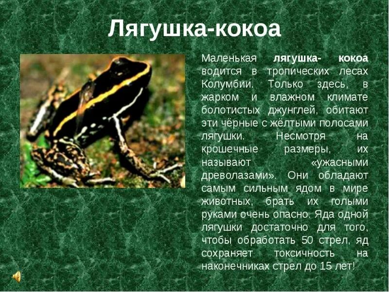 Самый маленький рассказ в мире. Земноводные животные 2 класс лягушка. Доклад про лягушку. Лягушка для презентации. Ядовитые лягушки.