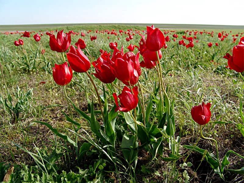 Где растет тюльпан в какой зоне. Где растет тюльпан в какой зоне