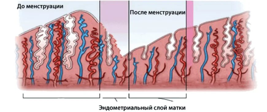 Организм перед месячными. Слой эндометрия перед месячными. Эндометрий по дням цикла нормы толщины.