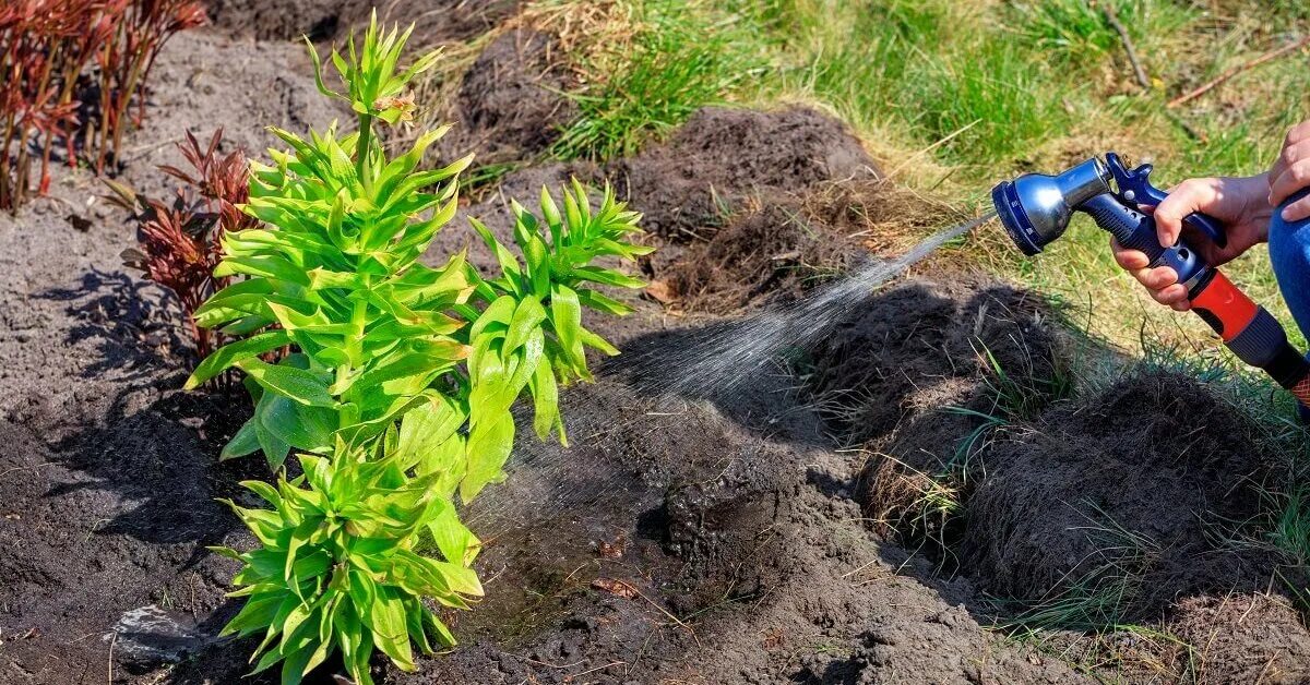 Можно ли поливать картошку из скважины. Мульчирование. засушливое очень жаркое лето когда поливать картошку.