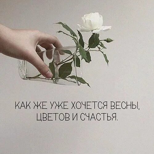 Уже хочется весны тюльпанчиков и счастья. Хочется весны счастья. Хочется весны счастья. Красивые тюльпаны. Хочу уже весну.