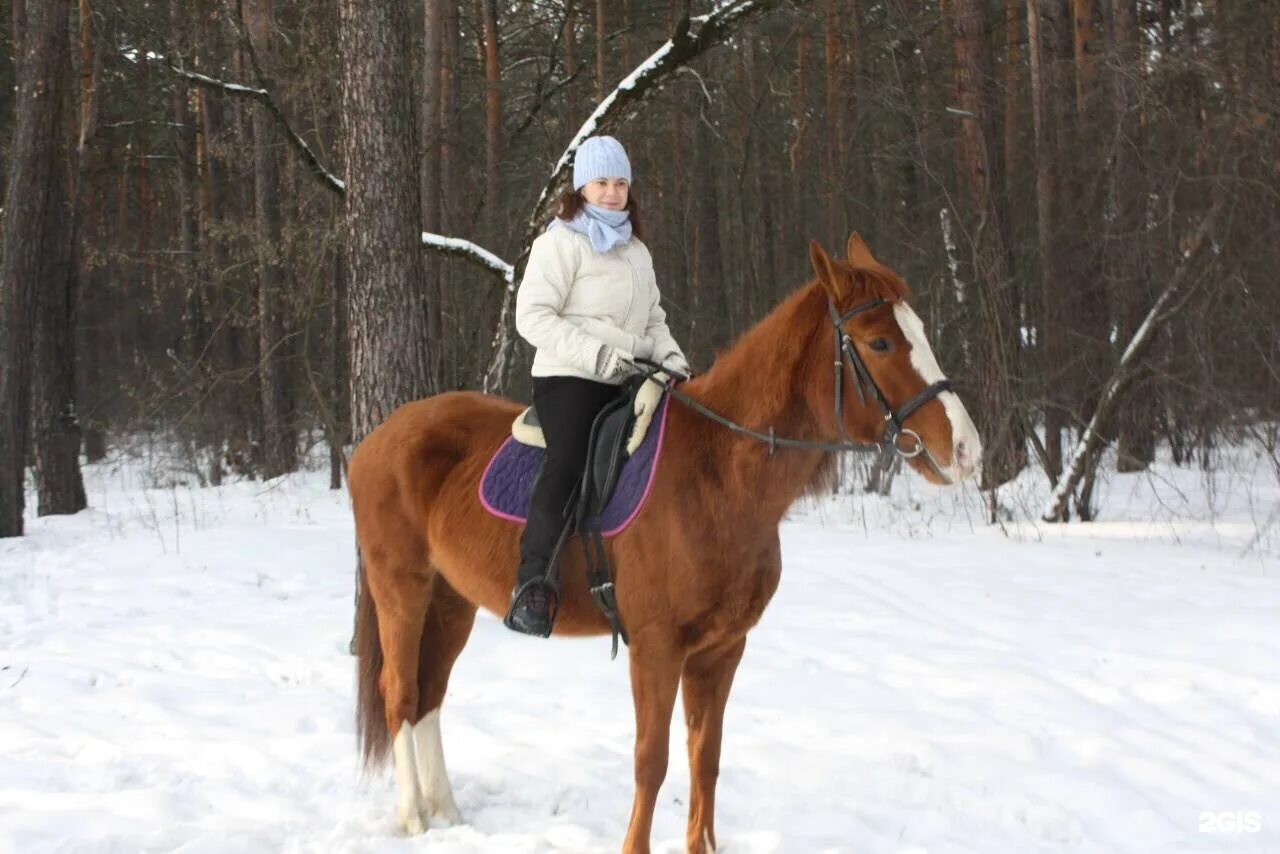 Кск красноярск. Конный клуб Фортуна Апатиты. Конный клуб Красноярск. Конный клуб Урюпинск. Конюшня Импульс.