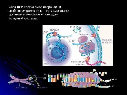 Повреждение клеток свободными радикалами