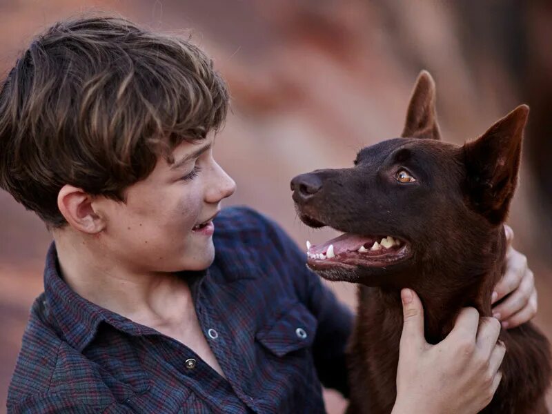 Рыжий пес: самый верный фильм 2016. Бетховен собака фильм. Псы под прикрытием дейзи. Бетховен собака сенбернар. Бетховен собака актер.