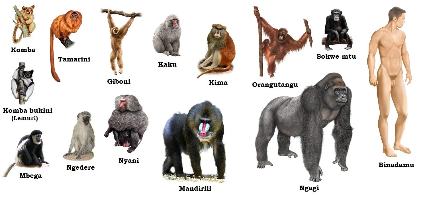 Отряд приматы представители с названиями. Приматы представители название. Виды обезьян. Представители отряда Прима ы.