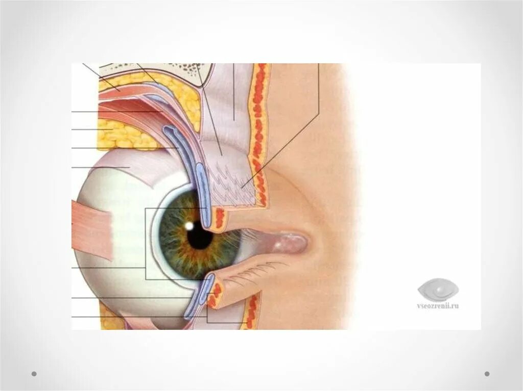 Где край века. Конъюнктивальный мешок анатомия. Конъюнктива глаза анатомия. Тарзальная конъюнктива. Строение конъюнктивы офтальмология.