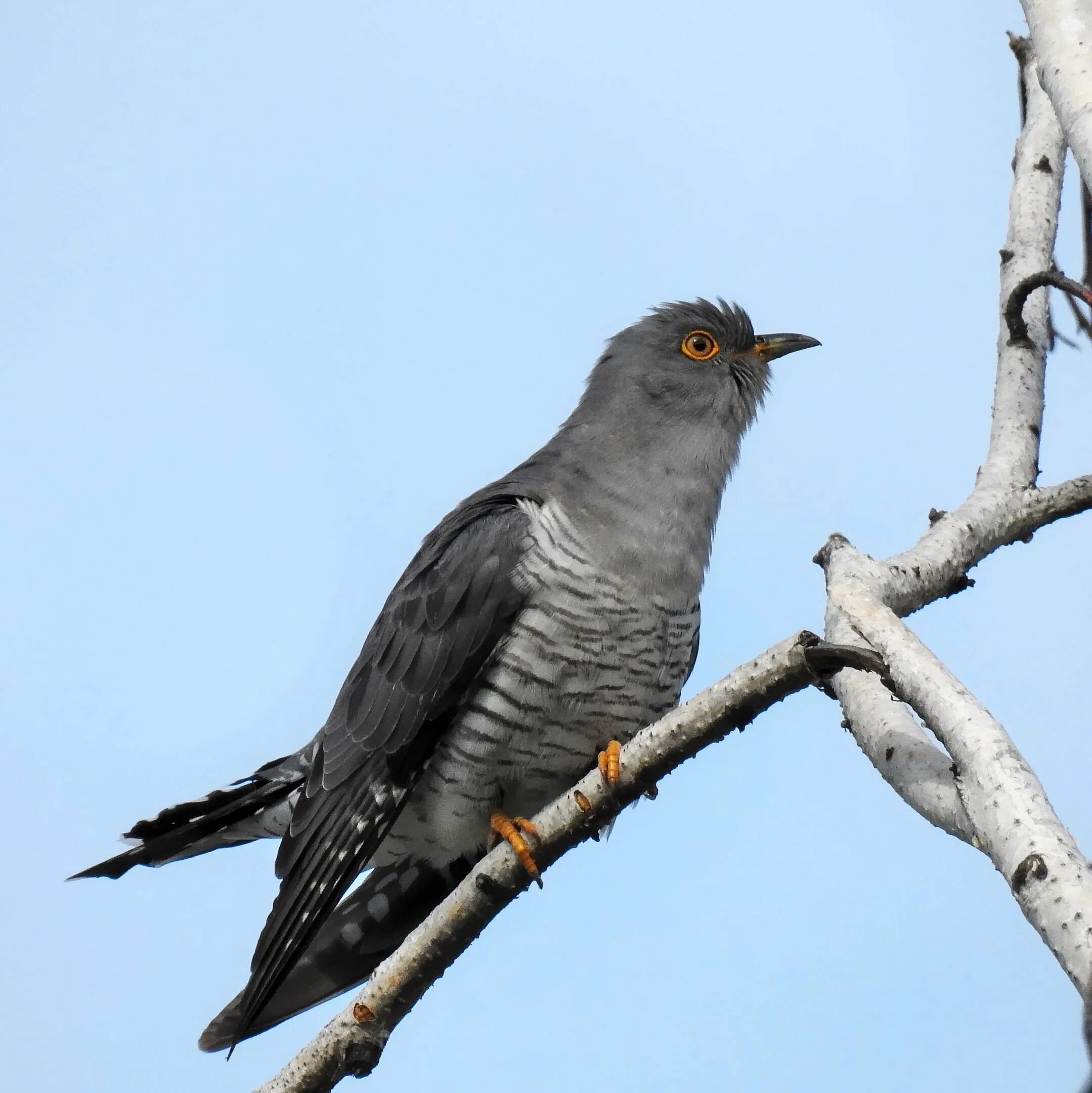 Cuckoo Cuckoo, Birds, Animals