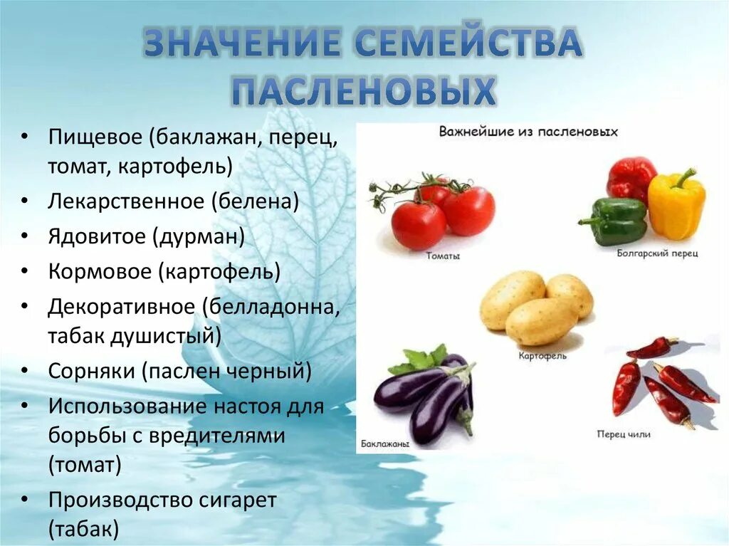 Род паслен класс двудольные семейство пасленовые. Семейство пасленовых список овощей. Овощные культуры семейства пасленовых. Культурные представители пасленовых растений. Семейство Пасленовые представители список.