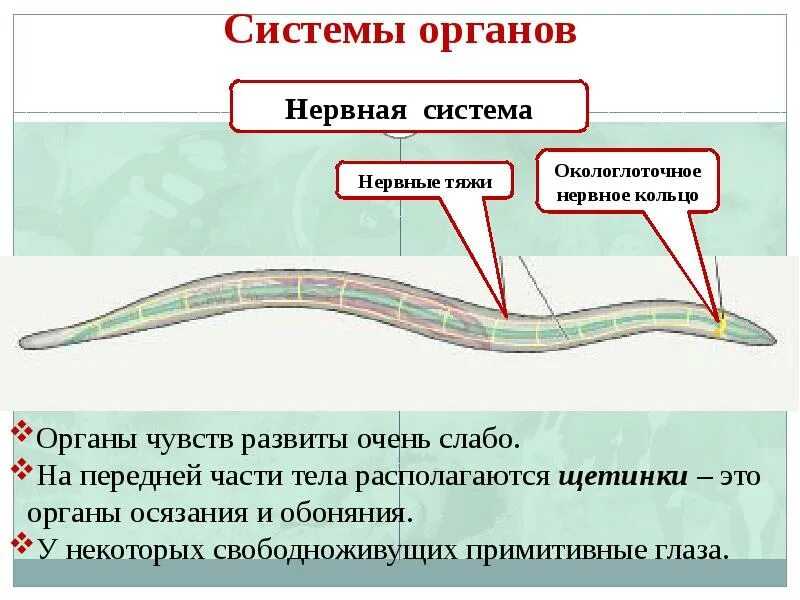 Нервная система круглых червей нематоды. Тип нервной системы у круглых червей. Нервнаяная система круглых червей. Нервная система круглых червей комиссуры.