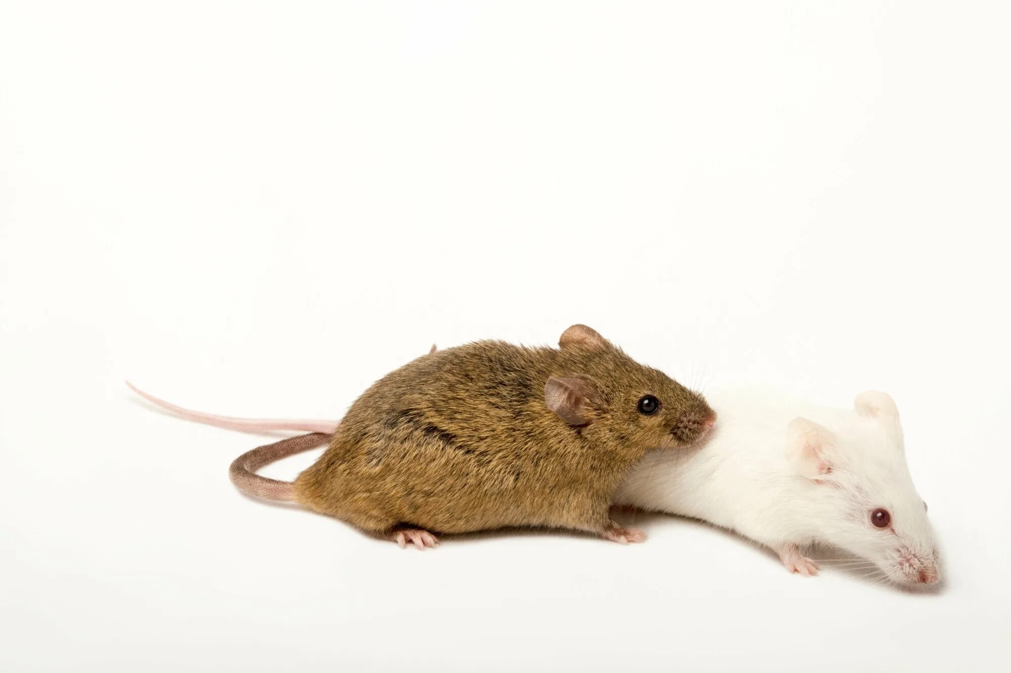Мышь полевка альбинос. Мышка домашняя. Мышь обычная. Домовая мышь. Sibm mouse