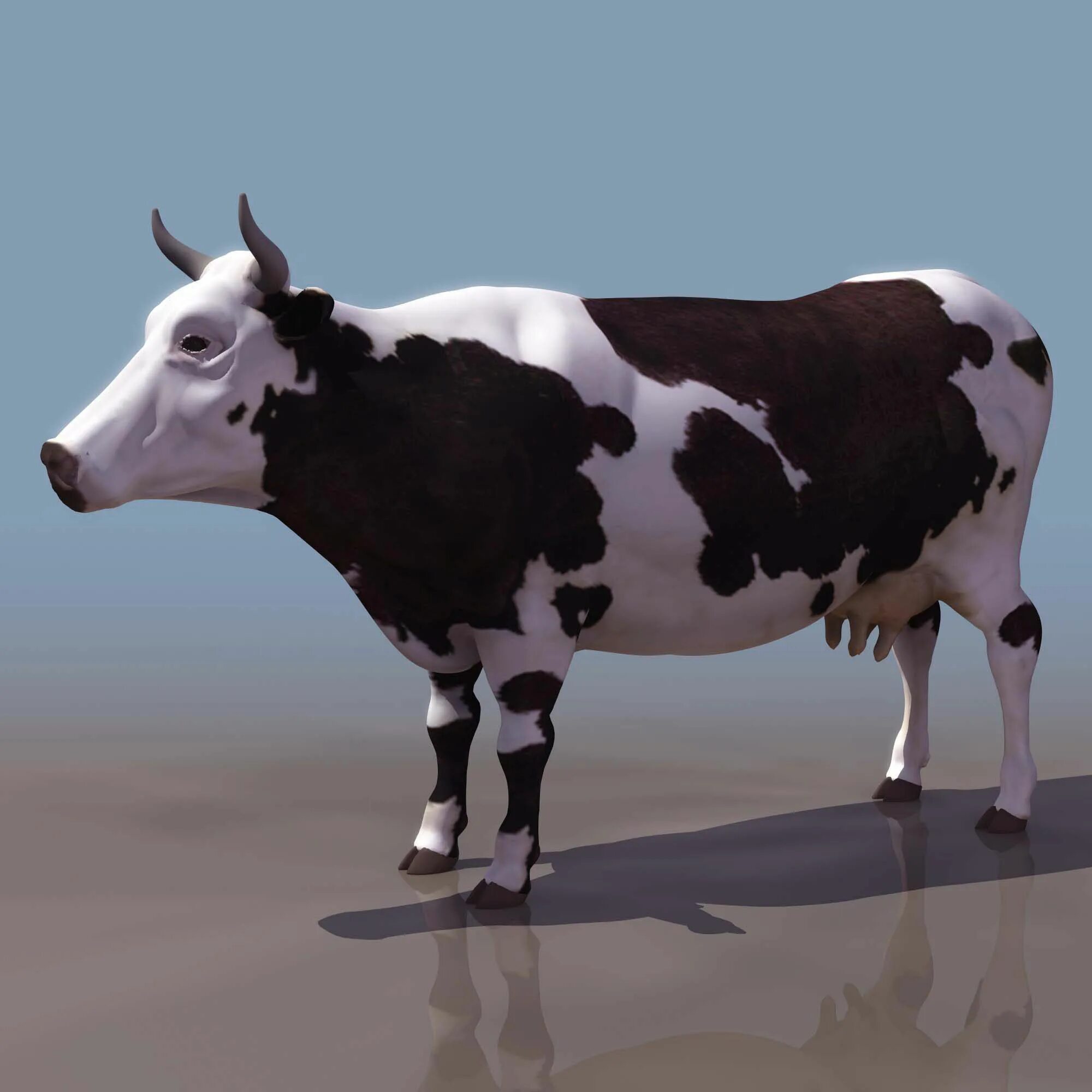 Cow model