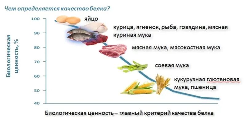 Белки для собак в каких продуктах. Продукты содержащие белки для собак. Источники белка для собак. Белок в рационе питания. Собакам можно белок