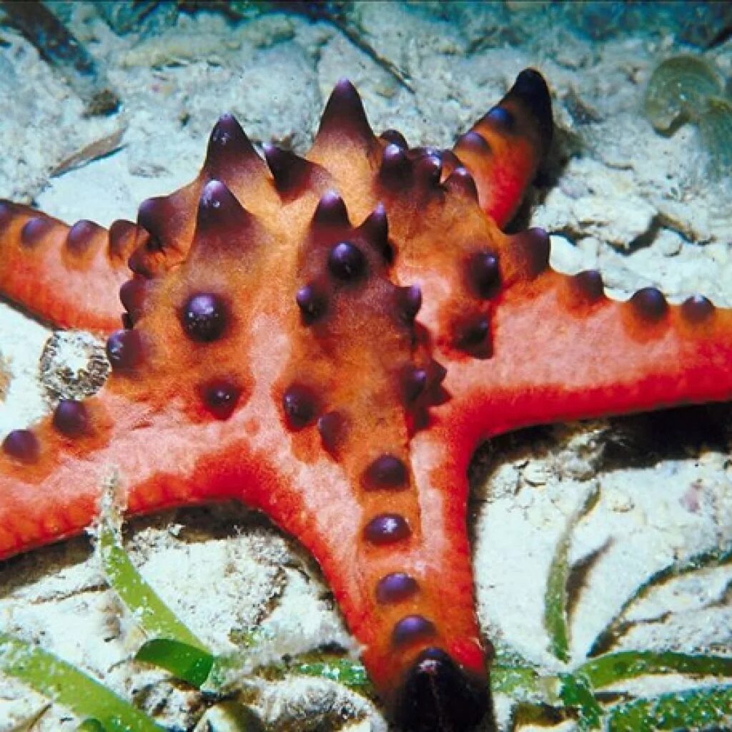 Морская звезда. Морские обитатели морская звезда. Королевская морская звезда. Морские звезды красного моря.