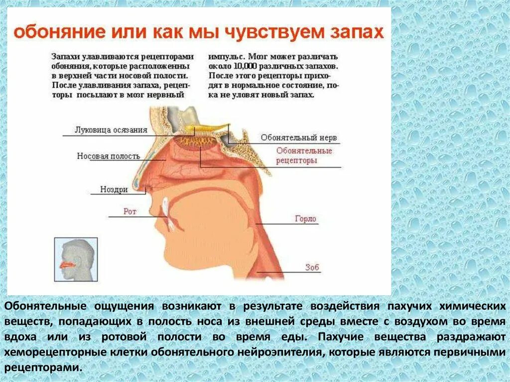 Почему человек ощущает неприятный запах. Обонятельная и дыхательная области носовой полости. Обоняние. Обонятельная часть полости носа. Дыхательная область носа.