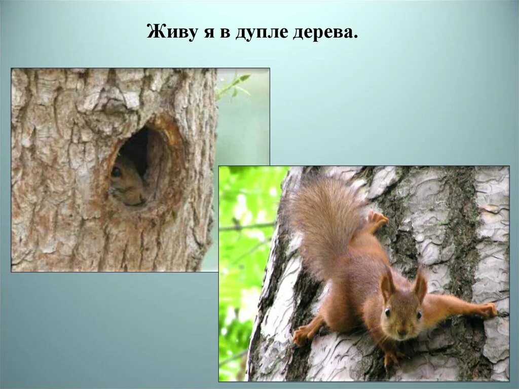 Белка вылезла из гнезда где. Белка в дупле. белка в дупле для детей. дупло белки. в дупле живет.