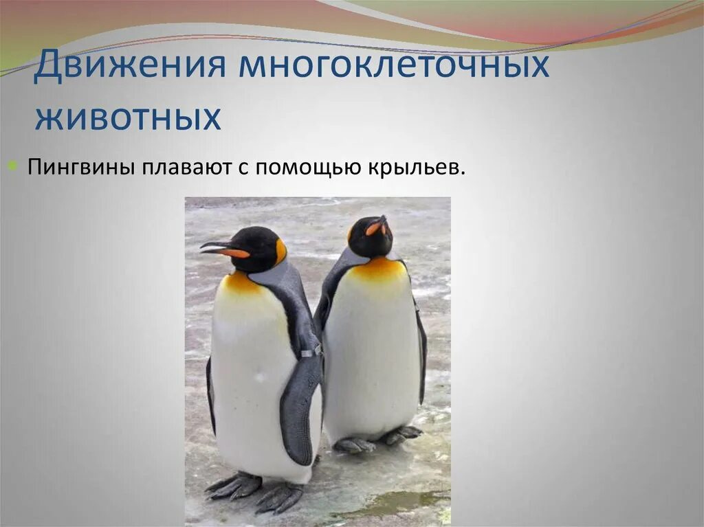 Значение движения в биологии