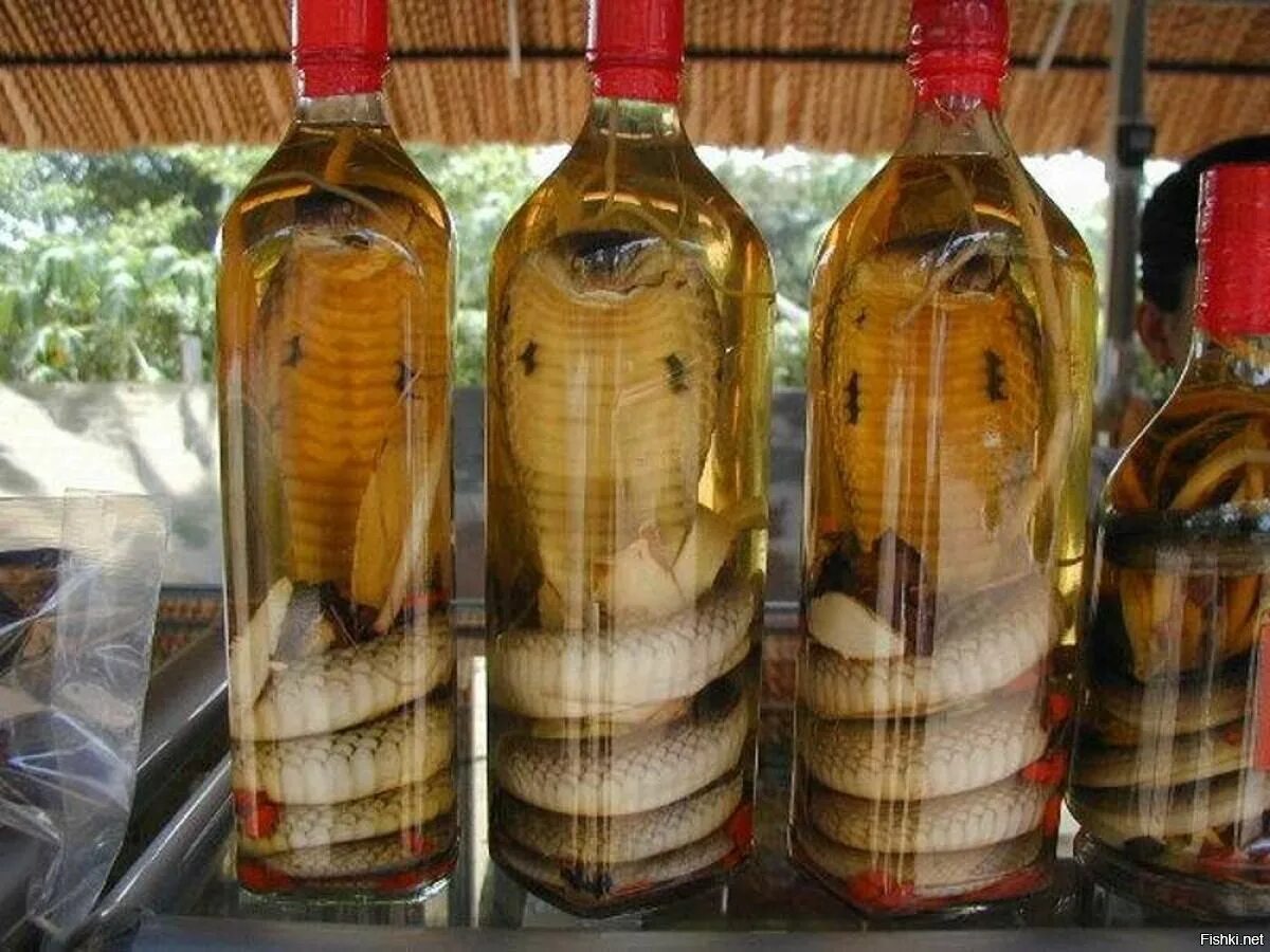 Настойка на змее. Змеиное вино (Вьетнам).