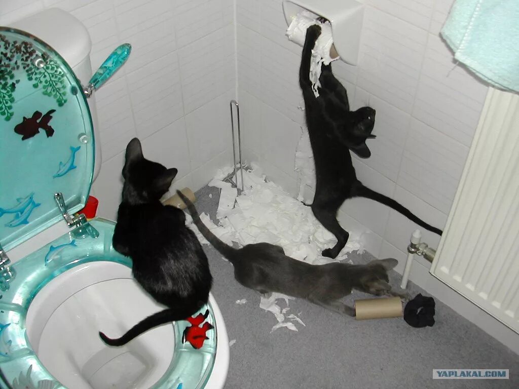 Котенок мяукает туалет. Туалет для кошек. Котята хулиганят. Кошка безобразничает. Коты в туалете.