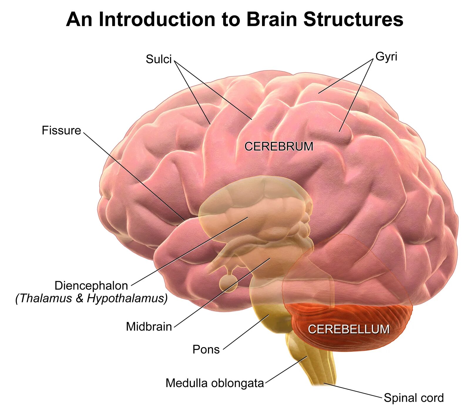 Нейроанатомия. Brain Cerebrum cerebellum. Human Brain structure.