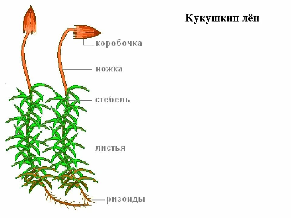 Схемы мох 1 класс. Строение СФАГНУМКУКУШКИН лён. Строение мха Кукушкин лен рисунок. Строение мха Кукушкин лен. Зелёный мох Кукушкин лён строение.