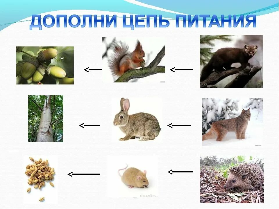 Составить цепи питания тайги. Цепь питания в тайге. Цепь питания животных в тайге. Цепь питания характерная для тайги. Схема питания тайги.