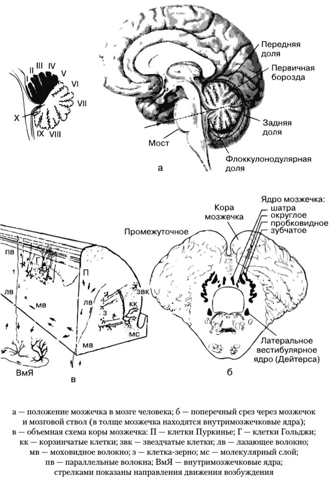Полушария мозжечка функции. Мозжечок функции кратко. Строение червя мозжечка анатомия. Строение мозжечка человека. Гемосфера мозжечка.