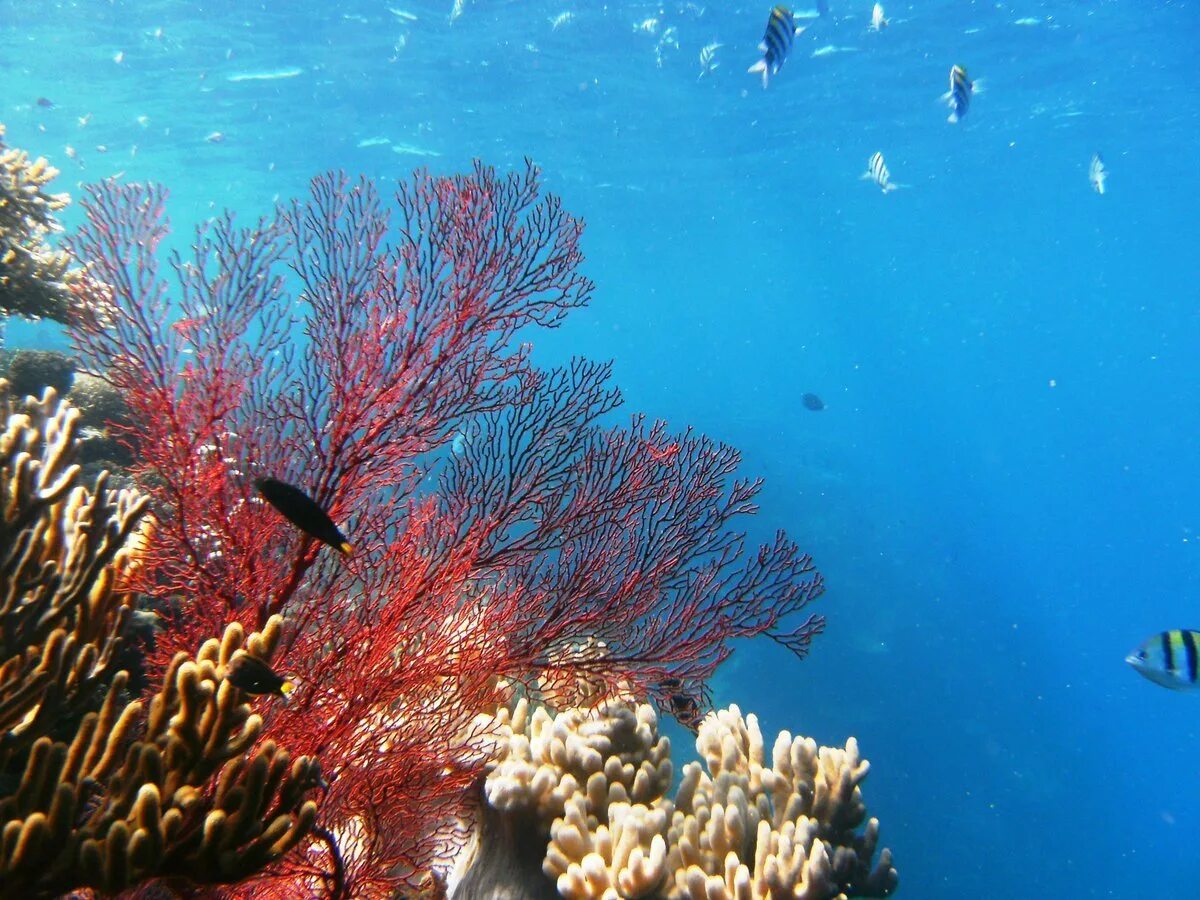 Древние коралловые рифы. Коралловые рифы Бали. Жак Ив Кусто большой Барьерный риф. Коралловый риф в Шарм Эль Шейхе. Атлантический океан коралловый риф.