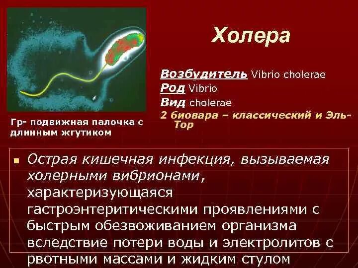 Организм трутовик окаймленный холерный вибрион. Холерный вибрион Тип питания. Холера характеристика возбудителя.