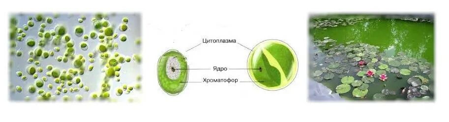 Чем хлорелла отличается от бактерии. Хлорелла водоросль строение. Хлорелла фотосинтез. Зеленые водоросли хлореллы строение. Клетка хлореллы.