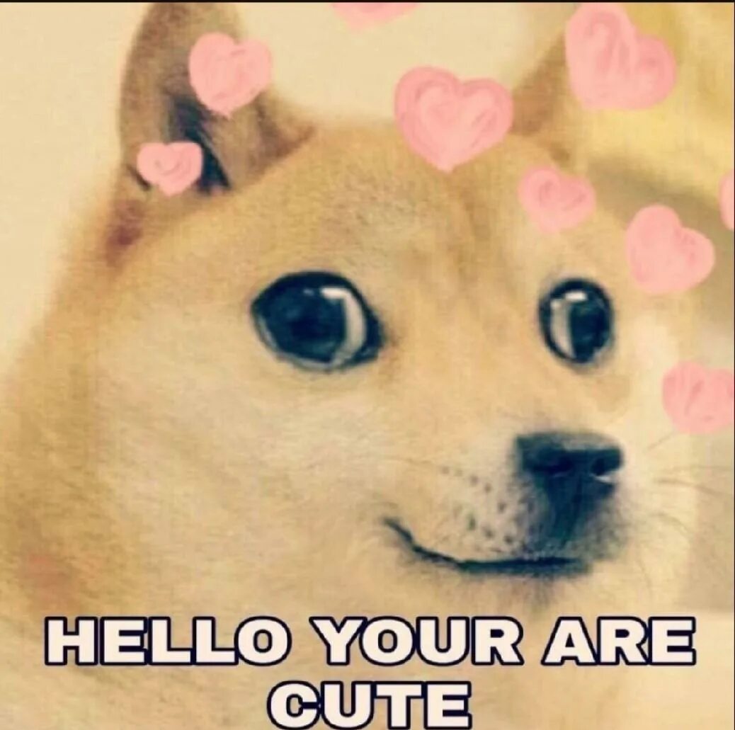 Hello well done. Hello мем. хеллоу дог. hello cute. хеллоу кот мем.